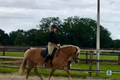 Anneke, een Haflinger merrie.