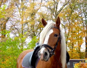 Anneke, een lease pony met een vast lease baasje.