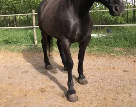 Arthuro, een lease pony met een vast lease baasje.