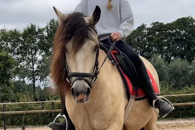 Bliss, een valkkleurige pony met een volle zwarte manen en staart.