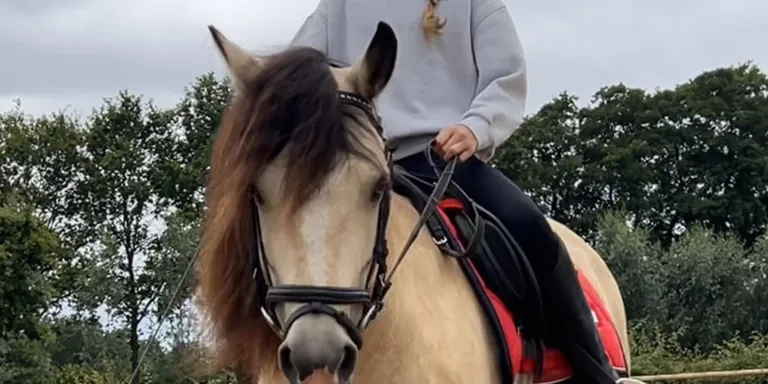 Bliss, een valkkleurige pony met een volle zwarte manen en staart.