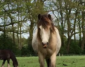 Bliss, een lease pony met een vast lease baasje.