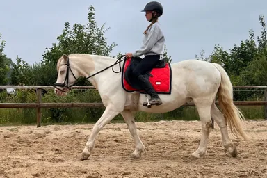 Blue, een perlino bonte Cob-pony met opvallende blauwe ogen.