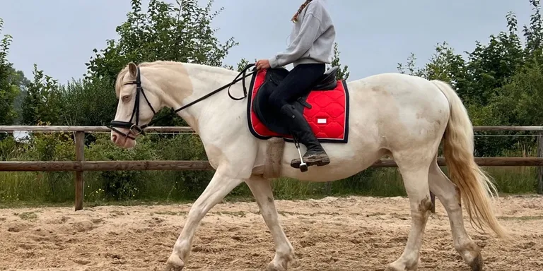 Blue, een perlino bonte Cob-pony met opvallende blauwe ogen.