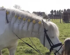 Blue, een lease pony met een vast lease baasje.
