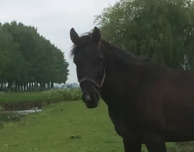 Bronco, een lease pony met een vast lease baasje.