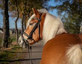 Caro, een lease pony met een vast lease baasje.