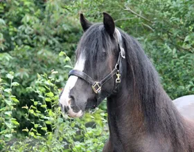Darkie, een lease pony met een vast lease baasje.