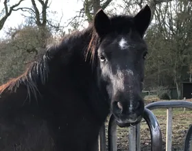 Dirty Harry, een lease pony met een vast lease baasje.