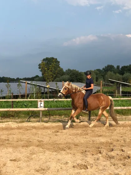 Lease baasje rijdt dressuur met haar pony in de buitenbak.