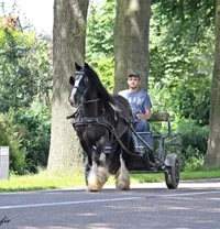Gerdo, eigenaar van Ponylease.