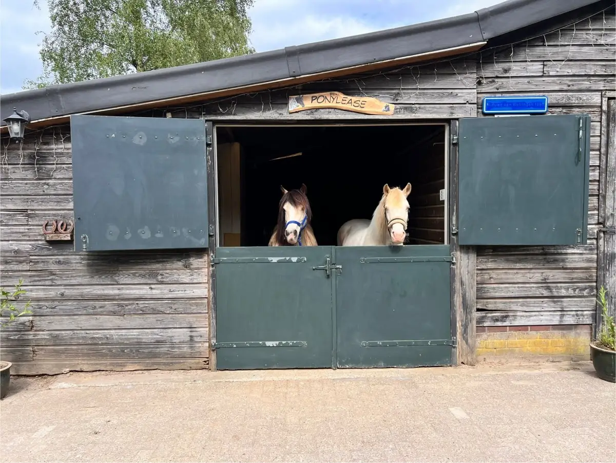 Twee lease pony's kijken over de staldeur bij Ponylease in Klarenbeek.