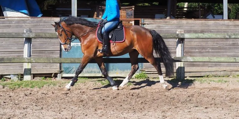 Jack, een grote sportieve ruin.
