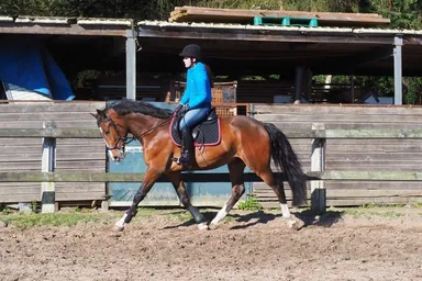Jack, een grote sportieve ruin.