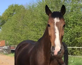 Jack, een lease pony met een vast lease baasje.