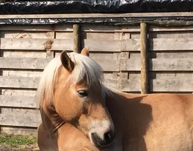 Joske, een lease pony met een vast lease baasje.