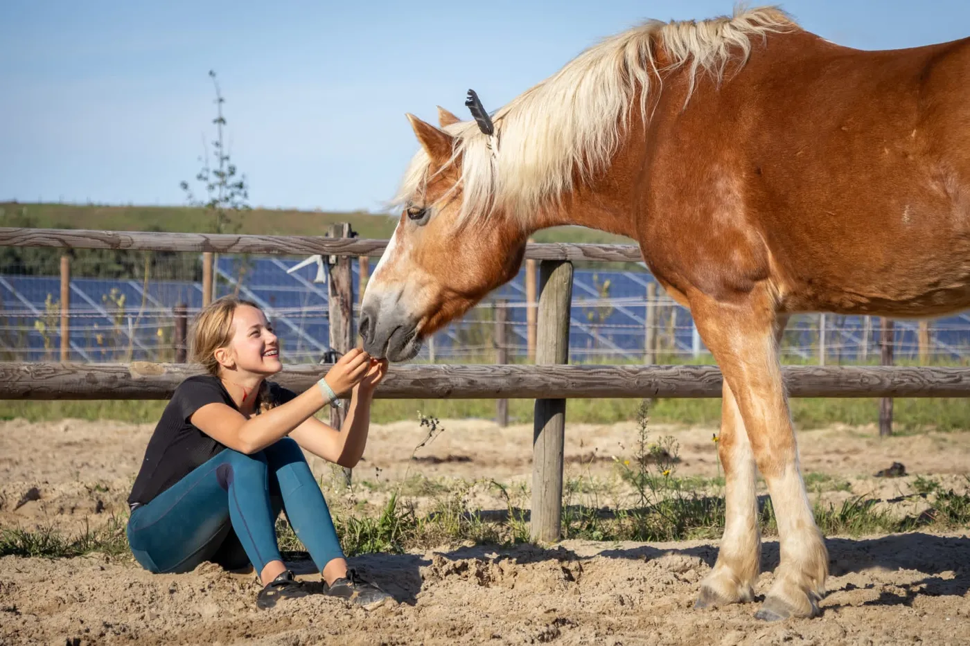 Lease baasje geeft haar pony een lekkernij in de wei.