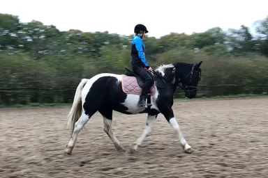 Marley, een bonte Connemara Cob kruising.