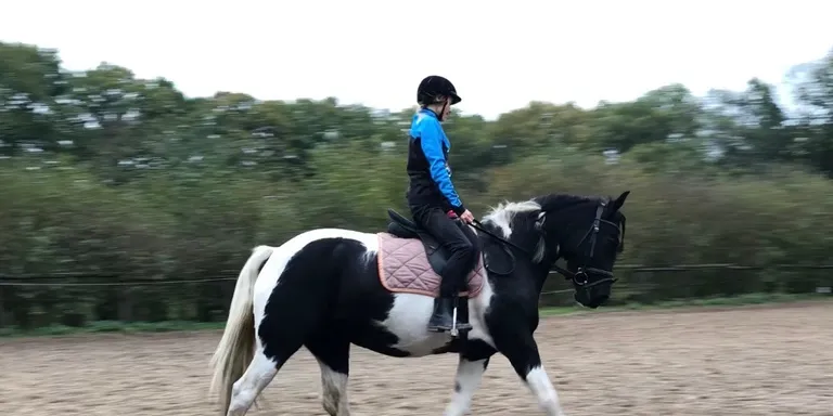 Marley, een bonte Connemara Cob kruising.
