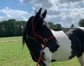 Marley, een lease pony met een vast lease baasje.