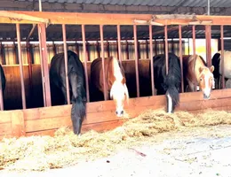 Sfeerbeeld van de boerderij van Ponylease in Klarenbeek.