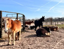 Sfeerbeeld van de boerderij van Ponylease in Klarenbeek.