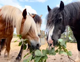 Sfeerbeeld van de boerderij van Ponylease in Klarenbeek.