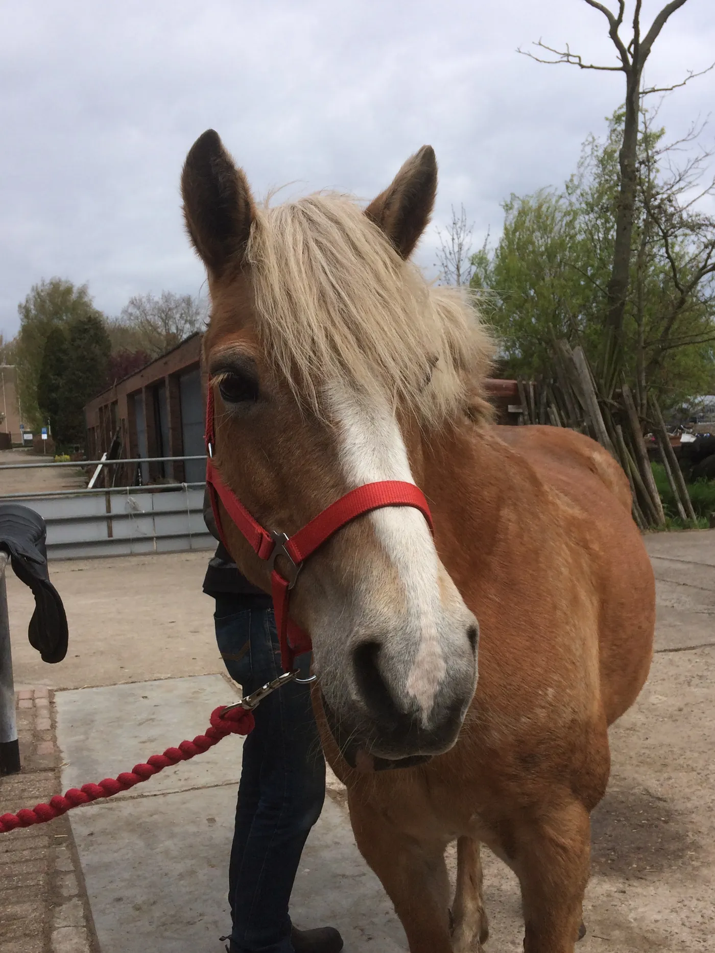 Portret van een pony met bles en rode halster.