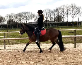 Sereia, een lease pony met een vast lease baasje.