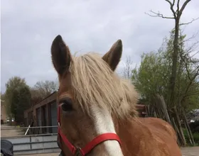 Smokey, een lease pony met een vast lease baasje.