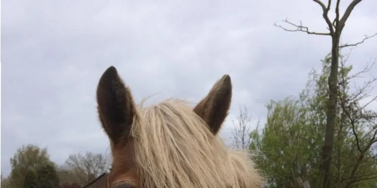 Smokey, een Haflinger merrie.