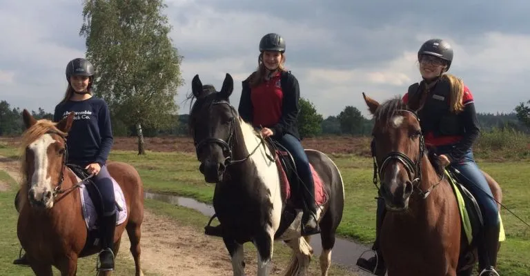 Een lease pony bij Ponylease in Klarenbeek.
